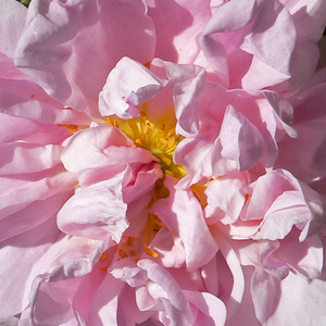 Pépinière rosier - Rosa Stanwell Perpetual - blanche - rosier hybride perpetuel - parfum discret - C. Brown - Nous pouvons admirer ses grandes fleurs pleines regroupées au printemps et à la fin de l